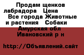 Продам щенков лабрадора › Цена ­ 20 000 - Все города Животные и растения » Собаки   . Амурская обл.,Ивановский р-н